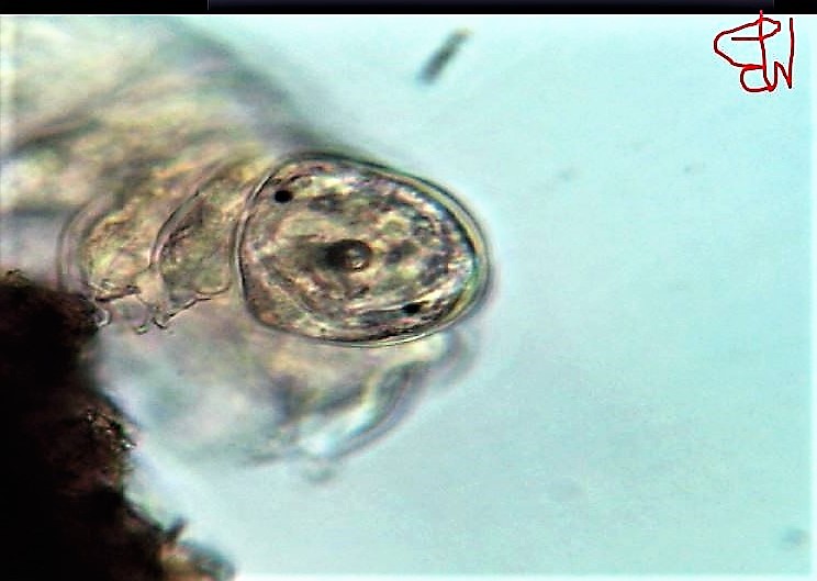 il dolcissimo musetto di un Tardigrado